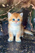 Cute orange and white Scottish Straight kitten with bright blue eyes, perfect for cuddles