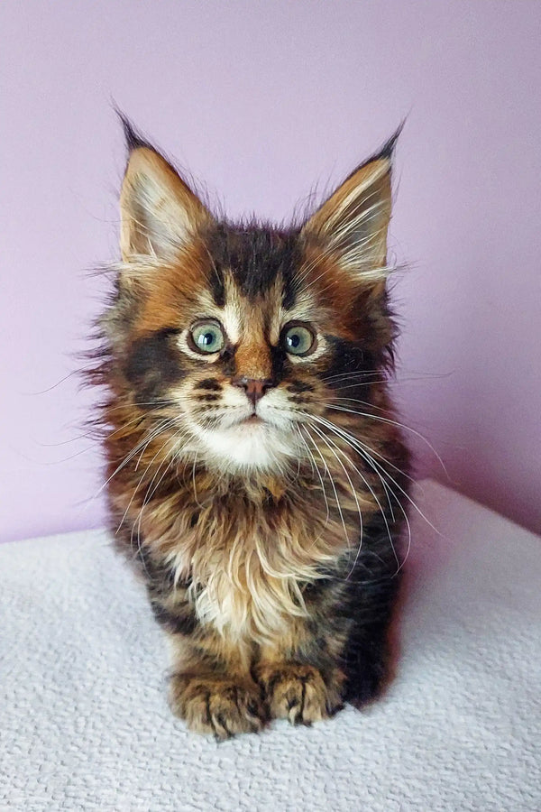 Maine Coon kitten Bruse with tortoiseshell coloring and cute ear tufts