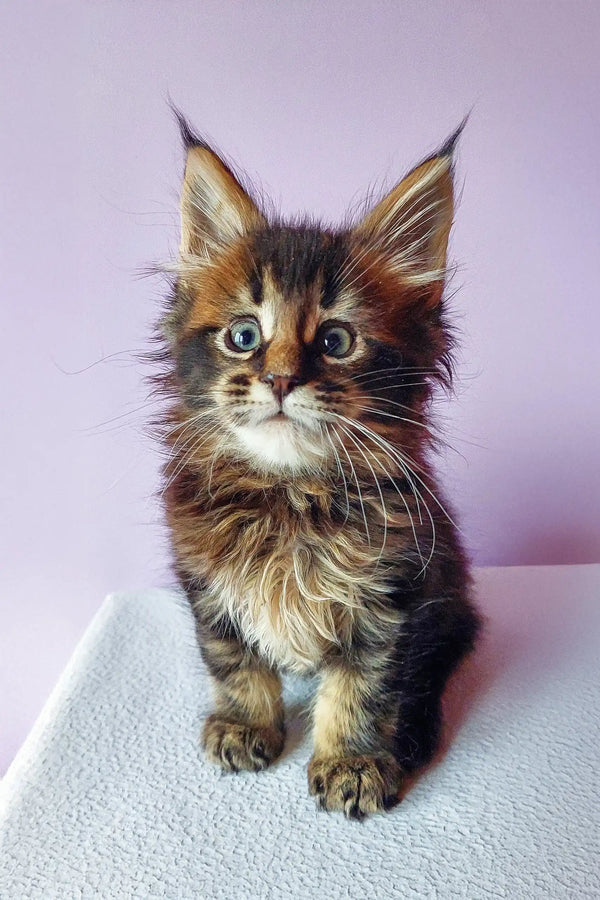 Adorable Maine Coon kitten named Bruse with ear tufts and tortoiseshell fur