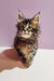 Fluffy tortoiseshell Maine Coon kitten with pointed ears and long whiskers for Bruse