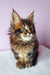 Fluffy Tortoiseshell Maine Coon kitten Bruse with cute ear tufts and long whiskers