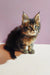 Fluffy tortoiseshell Maine Coon kitten with awesome ear tufts in Bruse product