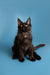 Dark-furred Maine Coon kitten with ear tufts and alert look in Bryx product display