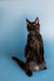 Black Maine Coon cat sitting upright, alert and fluffy, perfect for a Maine Coon kitten lover