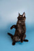 Black Maine Coon kitten sitting upright with alert ears and bright eyes in Bryx product