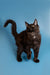 Fluffy black Maine Coon kitten with alert ears and a playful upright tail