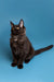 Black Maine Coon kitten with alert ears and bright eyes sitting upright