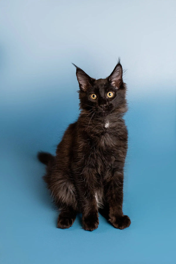 Black Maine Coon kitten with fluffy fur and alert expression, perfect for your home