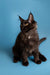 Adorable black Maine Coon kitten with bright eyes and alert ears, perfect for cuddling