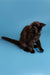 Black Maine Coon kitten sitting with tail extended, showcasing its playful nature