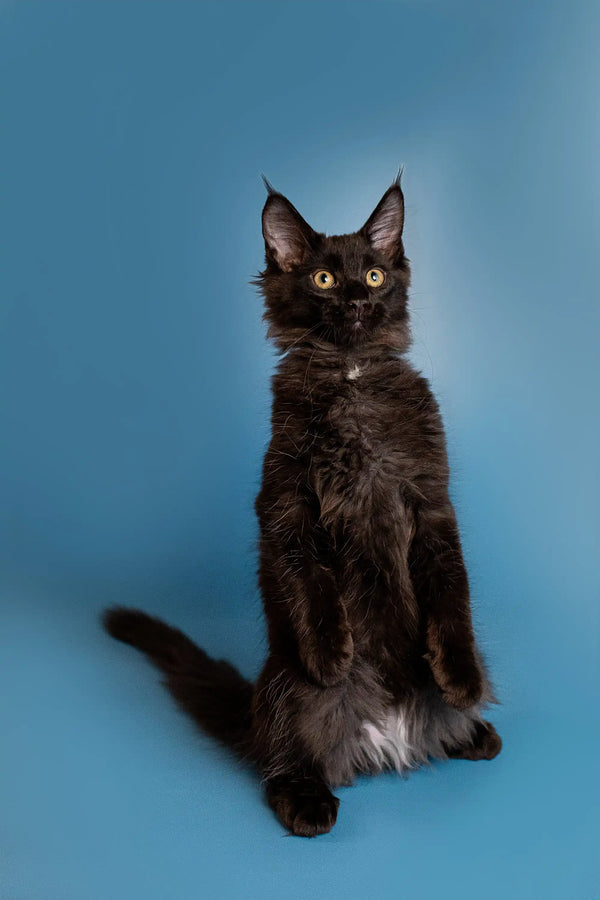 Black Maine Coon kitten sitting upright, alert with bright eyes and ears