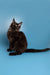 Black Maine Coon kitten with alert ears and bright eyes sitting upright