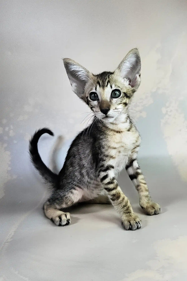 Bueno | oriental shorthair kitten