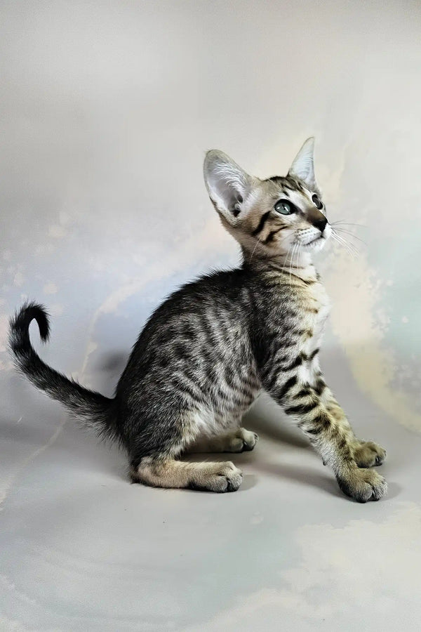 Bueno | oriental shorthair kitten