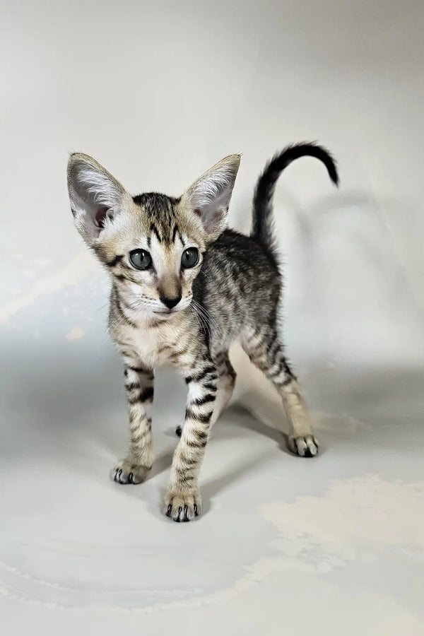 Bueno | oriental shorthair kitten