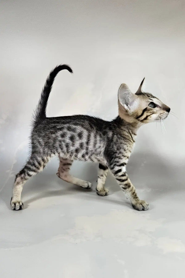 Bueno | oriental shorthair kitten