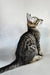 Bueno | oriental shorthair kitten