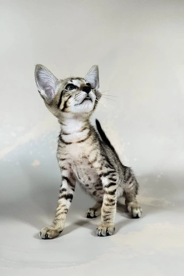 Bueno | oriental shorthair kitten