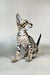 Bueno | oriental shorthair kitten