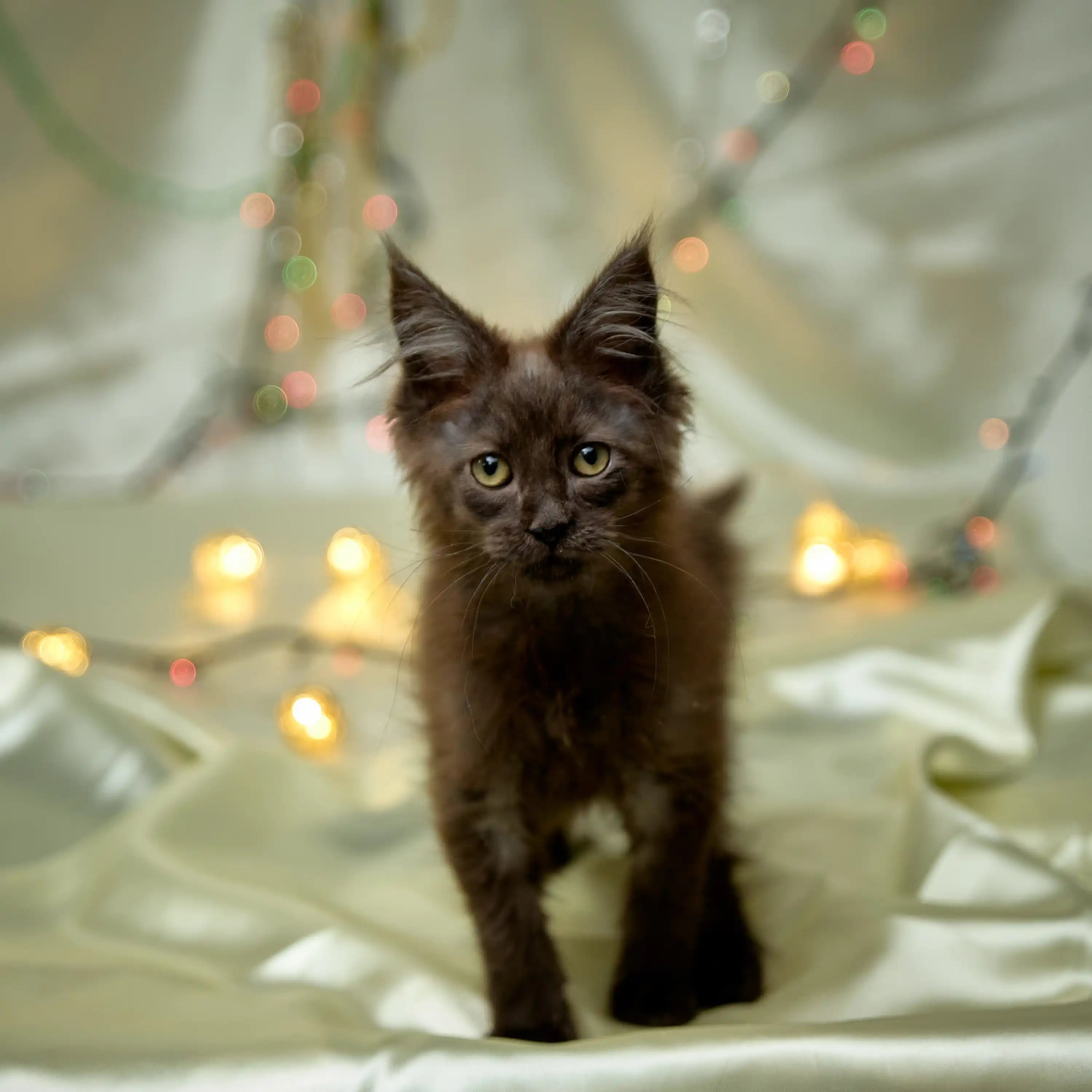 Maine Coon Kittens for Sale Buffy | Kitten