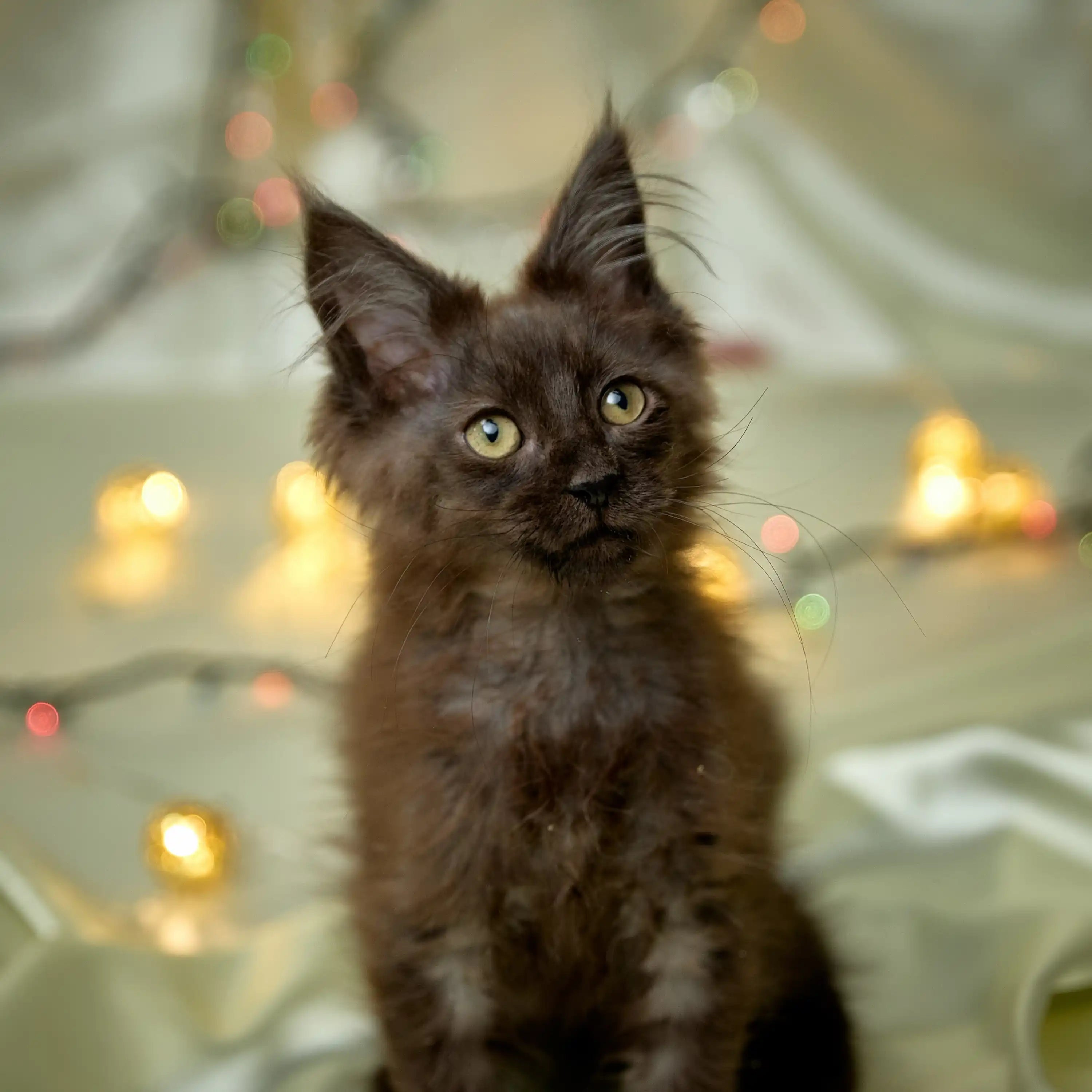 Maine Coon Kittens for Sale Buffy | Kitten
