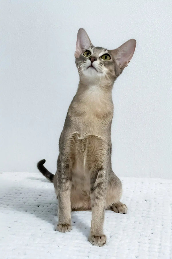 Buffy | oriental shorthair kitten