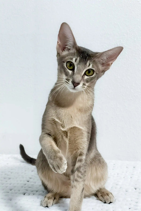 Buffy | oriental shorthair kitten