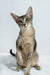 Buffy | oriental shorthair kitten
