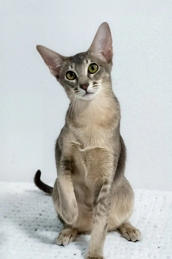Buffy | oriental shorthair kitten