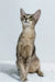 Buffy | oriental shorthair kitten