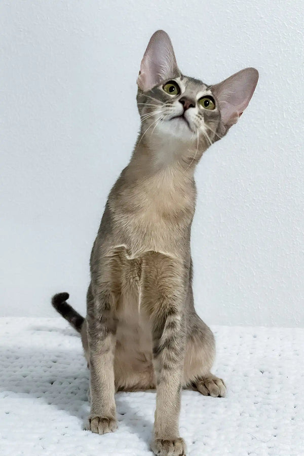 Buffy | oriental shorthair kitten