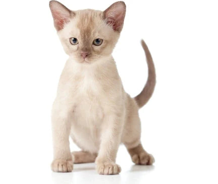 Burmese Cat Breeds Decoded