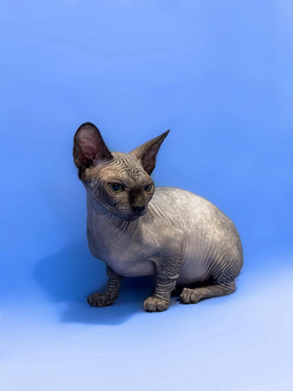 Cute Hairless Sphynx cat with wrinkled skin and big ears, meet Burrito the Bambino Kitten