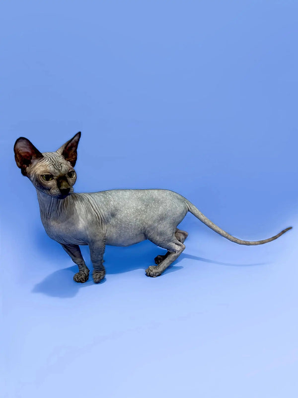 Burrito the Bambino Kitten is a playful Hairless Sphynx with big ears and wrinkles