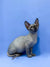 Burrito the Hairless Sphynx cat, a cute Bambino Kitten with big ears and wrinkled skin