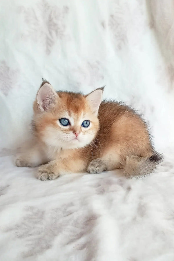 Golden British Shorthair kitten named Busia with striking blue eyes