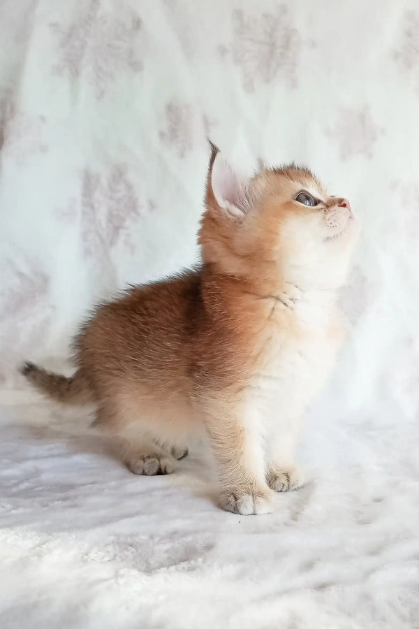 Cute golden tabby kitten named Busia from the British Shorthair breed