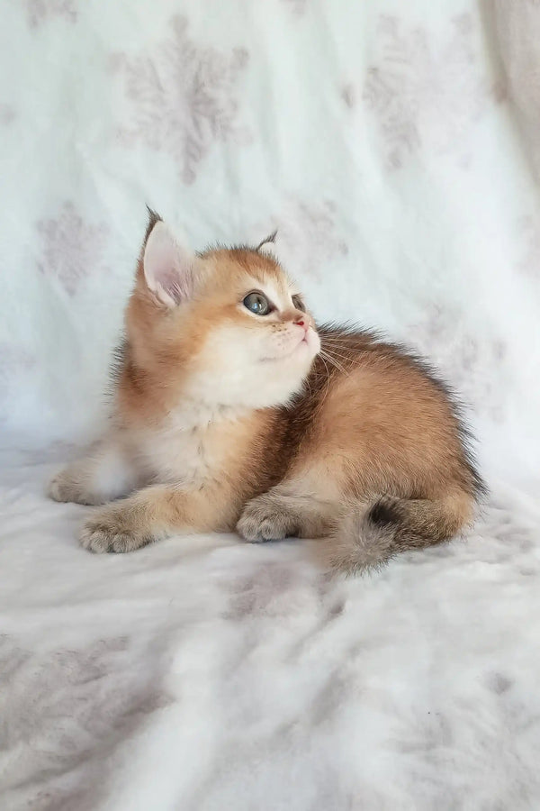 Adorable Golden Tabby Kitten named Busia from the British Shorthair breed
