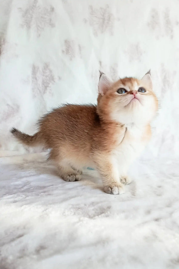 Golden and white kitten in Busia, a cute British Shorthair product