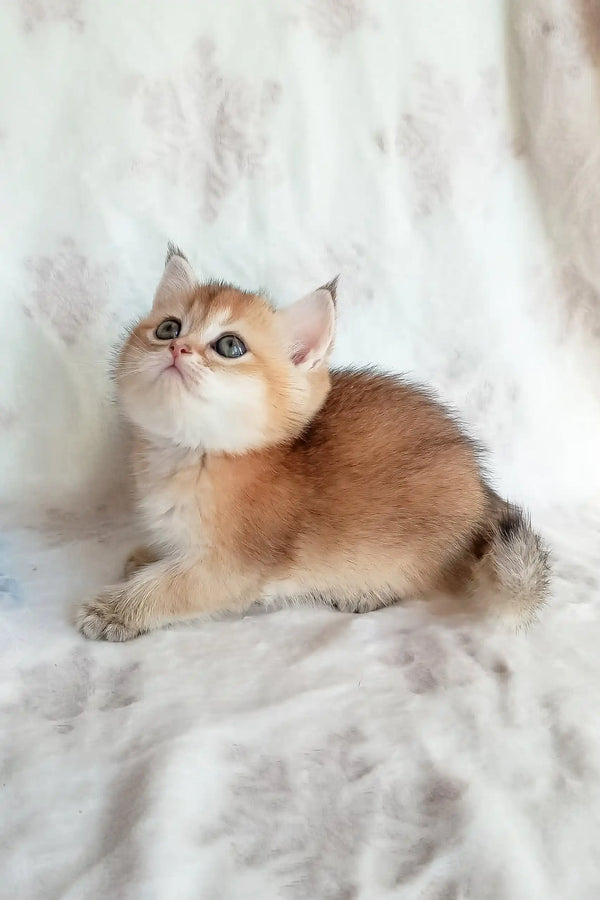 Golden British Shorthair Kitten named Busia with big, curious eyes