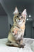 Cute Maine Coon kitten named Butterfly raising its paw playfully