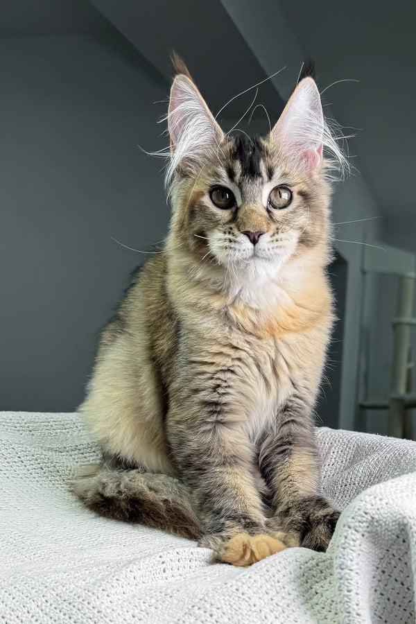 Adorable Maine Coon kitten with tufted ears, featured in Butterfly product