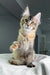 Adorable Maine Coon kitten named Butterfly playfully raising its paw