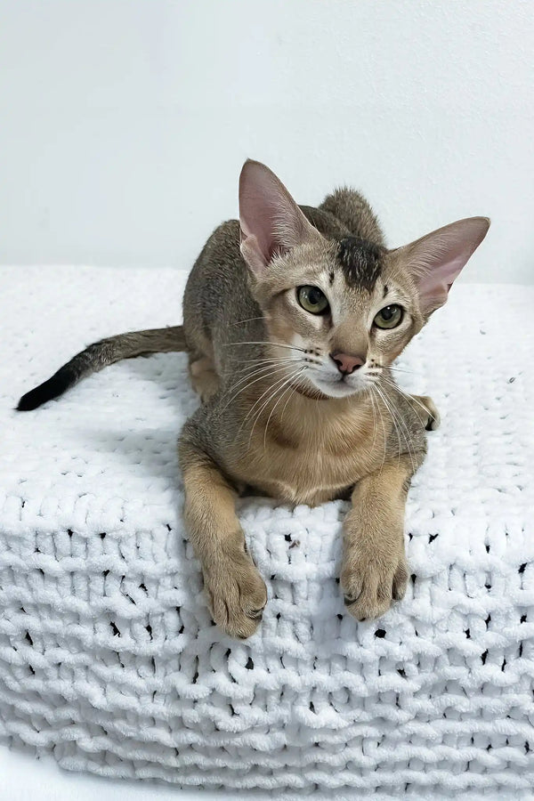 Butuz | oriental shorthair kitten