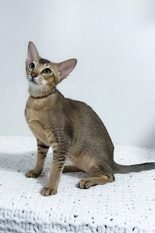 Butuz | oriental shorthair kitten