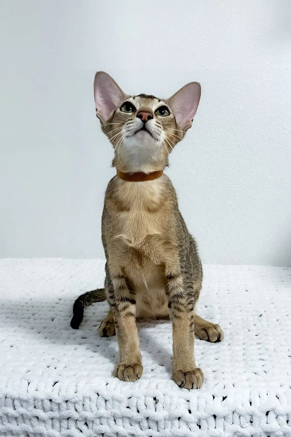 Butuz | oriental shorthair kitten