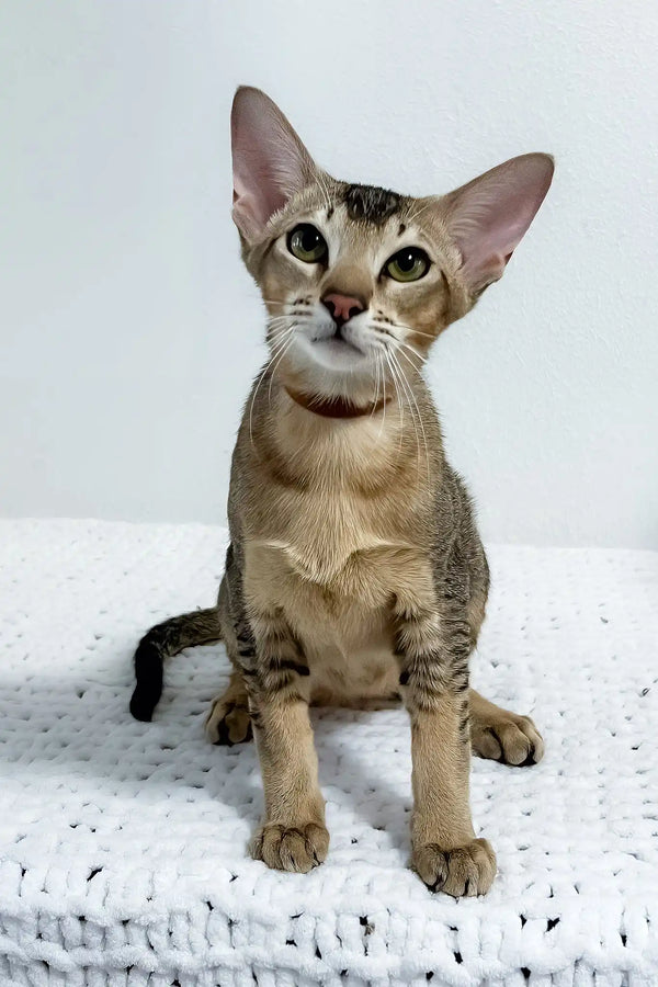 Butuz | oriental shorthair kitten