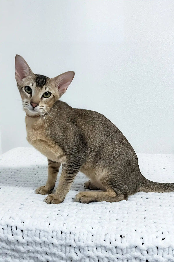 Butuz | oriental shorthair kitten