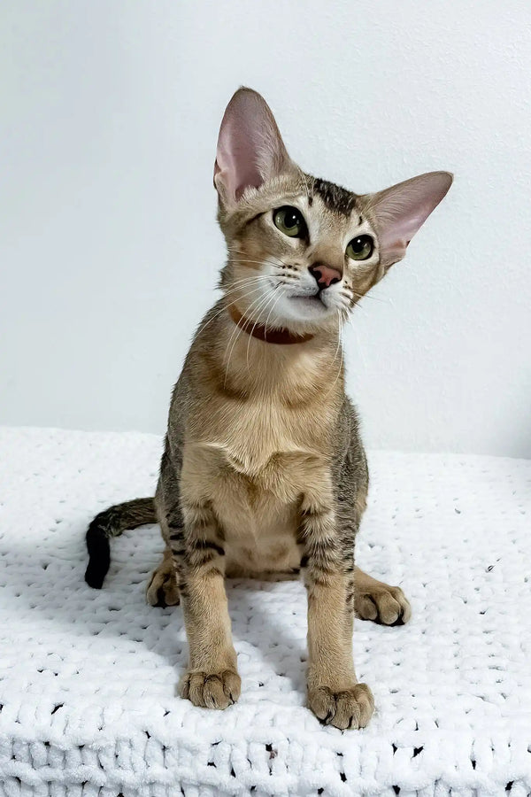 Butuz | oriental shorthair kitten