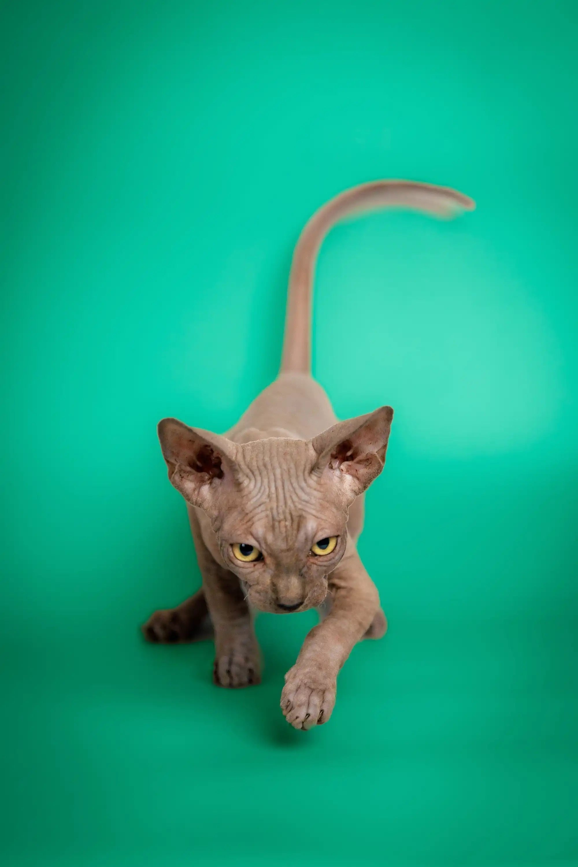 Sphynx Cats for Sale | Kittens For Caddy | Kitten